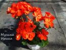 Shocking orange № 0642