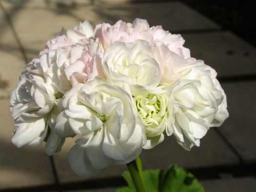 Kronprinsesse Mary № 0414