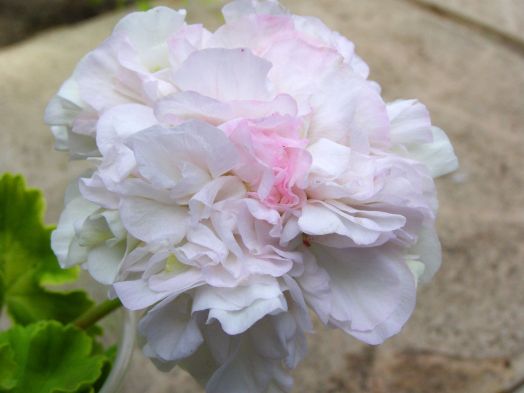 Brookside Betty № 0804