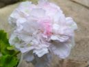 Brookside Betty № 0804