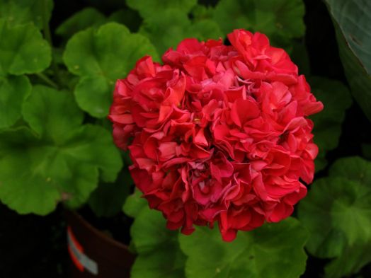 Hannah West № 0810