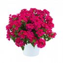 Verbena x hybrida Vanessa Compact Neon Pink