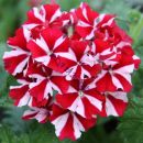 Verbena x hybrida Magelana Red Star