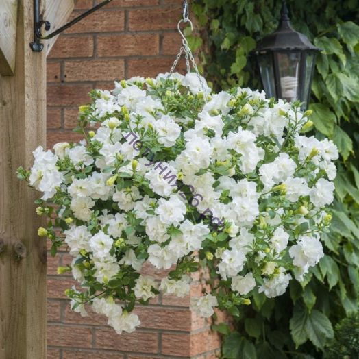 петуния Tumbelina Diana