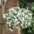 петуния Tumbelina Diana