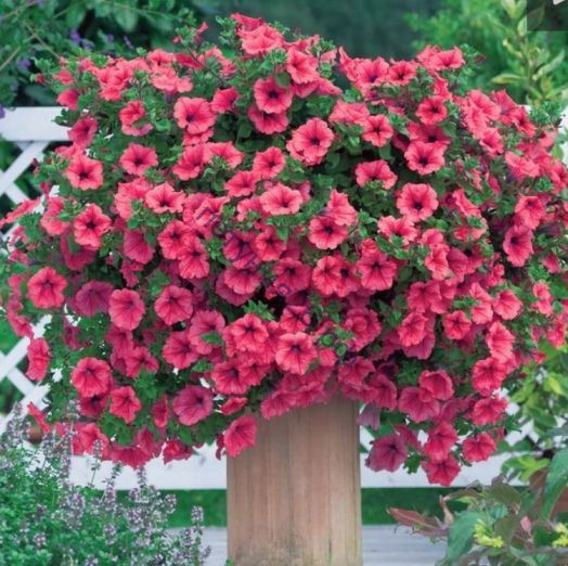 петуния Surfinia Hot Red