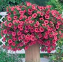 петуния Surfinia Hot Red