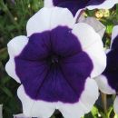 петуния Specials Picotee Blue