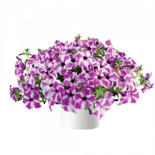петуния Ordy Orchid Frost