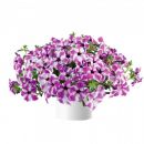 петуния Ordy Orchid Frost