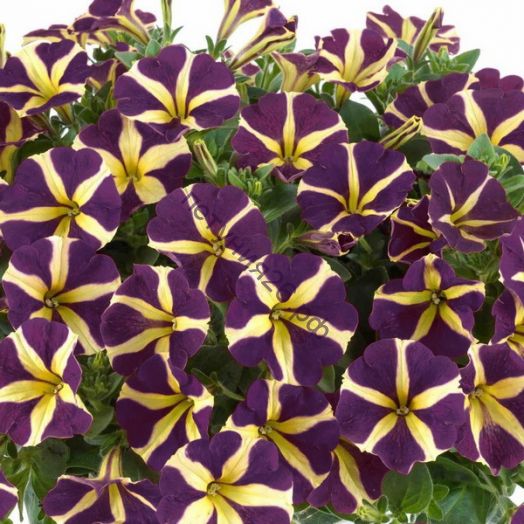 Петуния AMORE Heart & Soul