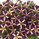 Петуния AMORE Heart & Soul