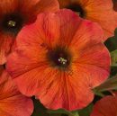 Petchoa hybrida BeautiCal Cinnamon