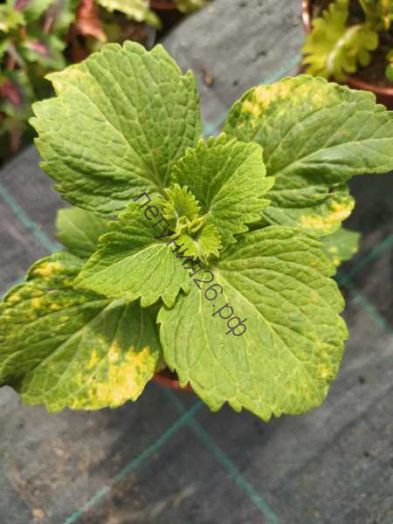 180  колеус  Dianes Gold