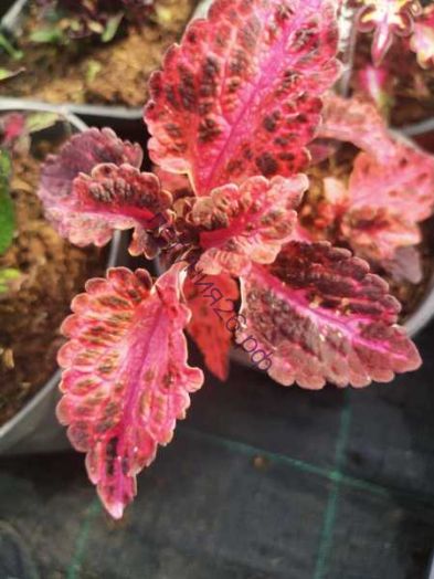 75   колеус красный дракон