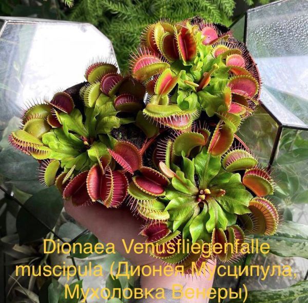 Dionaea Venusfliegenfalle muscipula (Дионея Мусципула, Мухоловка Венеры)