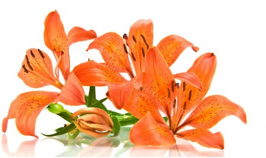 Кухонный гарнитур Риал 1500 лилия-оранж