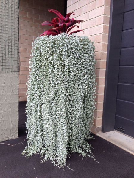 Dichondra argentea, Dichondra repens (Дихондра серебристая)