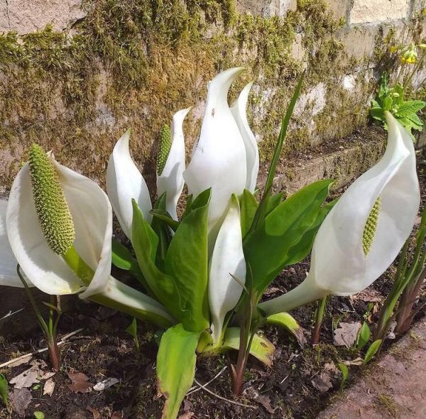Lysichiton camtschatcensis (Лизихитон камчатский)