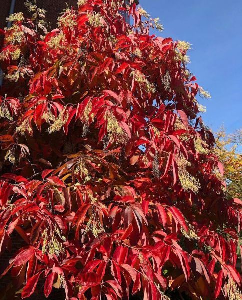 Oxydendrum arboreum (Оксидендрум древовидный)