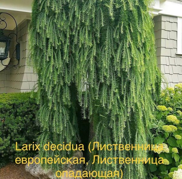 Lаrix decidua (Лиственница европейская, Лиственница опадающая)