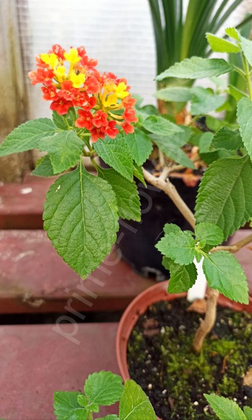 Лантана Камара