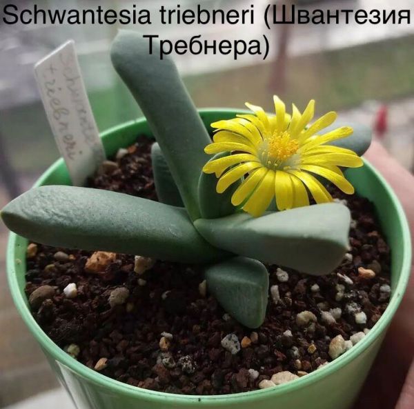 Schwantesia triebneri (Швантезия Требнера)