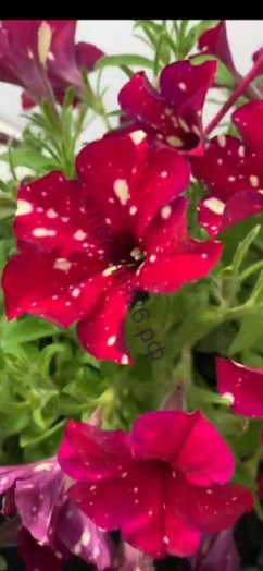 петуния Carmine Sky