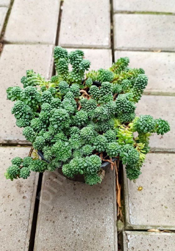 Монантес (Муралис)