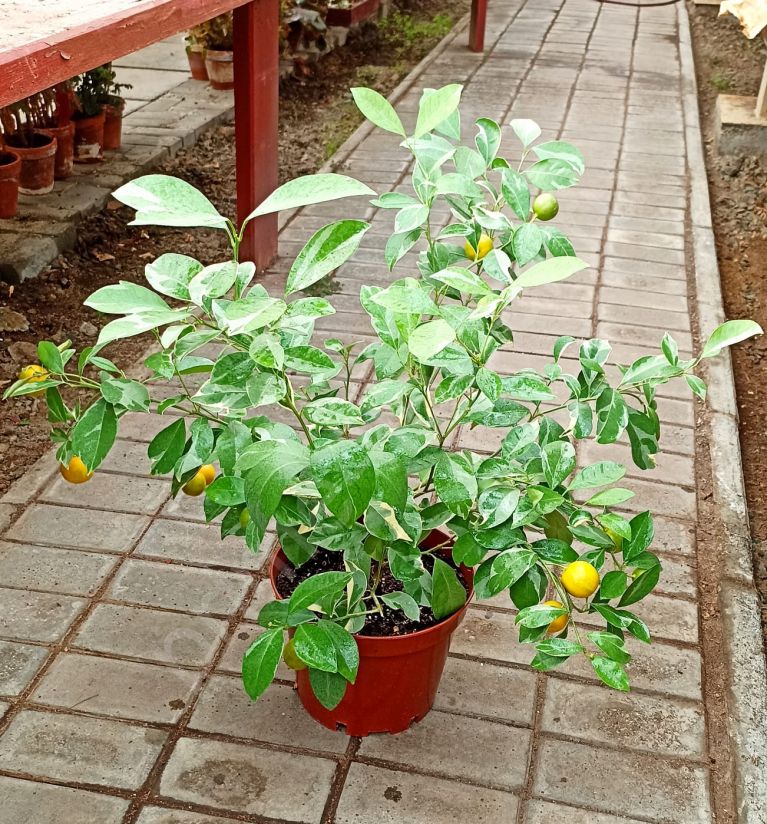 Каламондин "Цитрофортунелла"