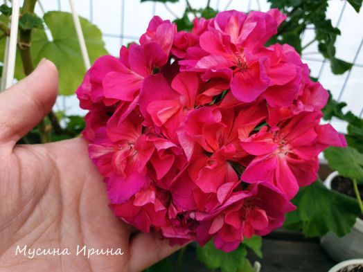 Шелест Гвинея № 2439