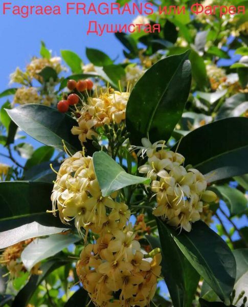 Fagraea FRAGRANS или Фагрея Душистая