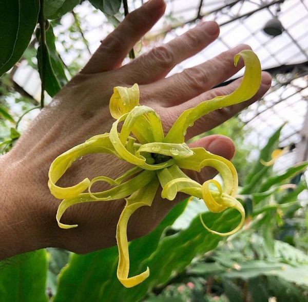 Cananga odorata - Иланг-Иланг