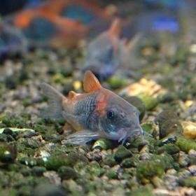 Коридорас венесуэльский Corydoras venezuelanus