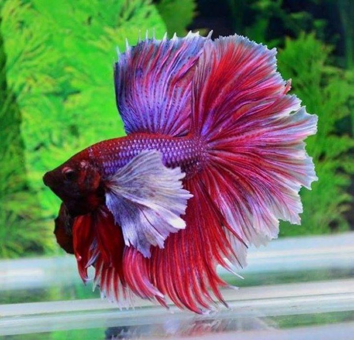 Петушок сиамский "Супердельта"  Betta splendens "Super Delta" male