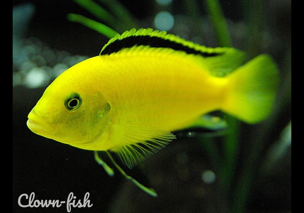 Лабидохромис Еллоу (Labidochromis caeruleus var. “Yellow”)