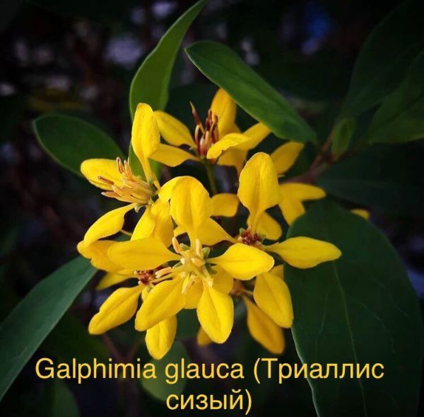 Galphimia glauca (Триаллис сизый)