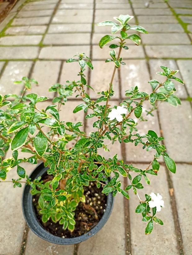 Серисса Японская (Бонсай)