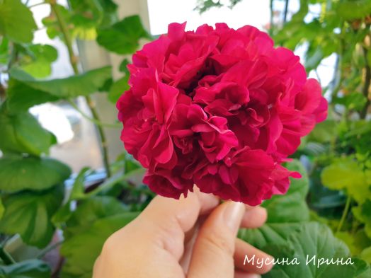 Ирида Капля Черники № 0306