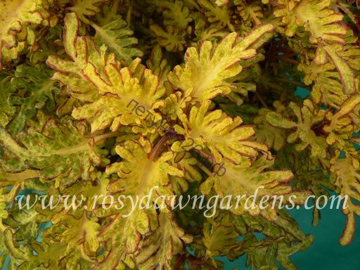 68 колеус Yellow Dragon