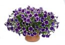 Петуния CASCADIAS Rim Violet