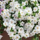 бакопа MegaCopa™ Versa White