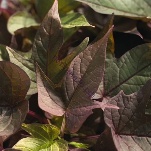 ипомея Bright Ideas Rusty Red