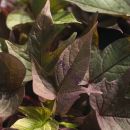 ипомея Bright Ideas Rusty Red