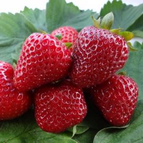 Свит Эви саженцы клубники (Sweet Eve Strawberry)10шт