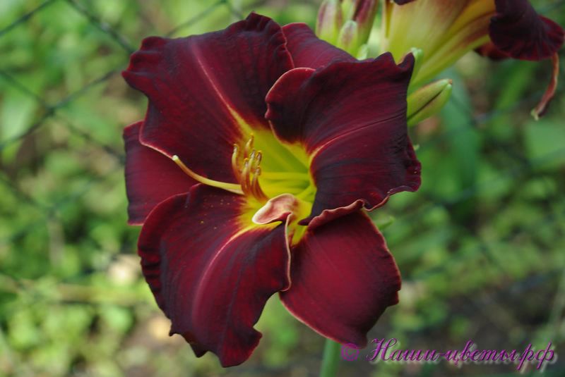 Лилейник 'Блэк Стокингс' / Hemerocallis 'Black Stockings'