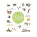 Насекомые и другие маленькие животные Насекомые и другие маленькие животные