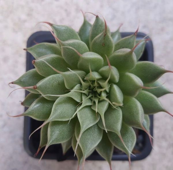 Graptopetalum filiferum (Граптопеталум нитеносный)