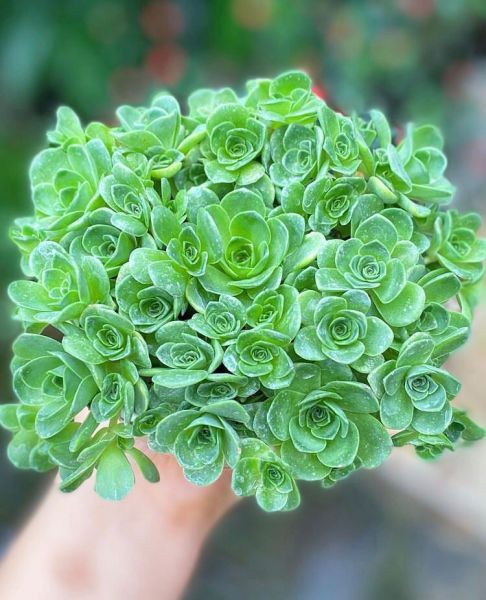 Greenovia dodrentalis (Гриновия Додренталис)