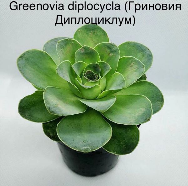 Greenovia diplocycla (Гриновия Диплоциклум)